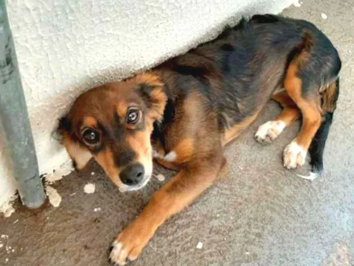 Cachorro ra a Vira lata idade 1 ano nome Safhyra