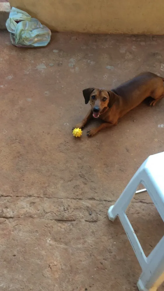 Cachorro ra a Basset misturado idade 3 anos nome Batuque 