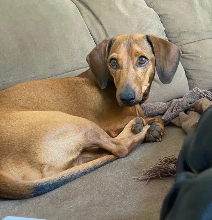 Cachorro ra a Basset misturado idade 3 anos nome Batuque 