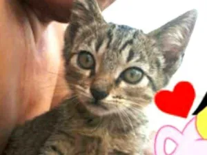 Gato raça  idade 2 a 6 meses nome Skinni