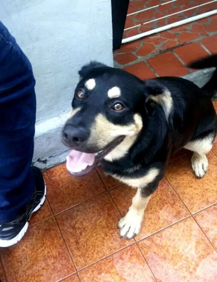 Cachorro ra a  idade 7 a 11 meses nome Lobinho 
