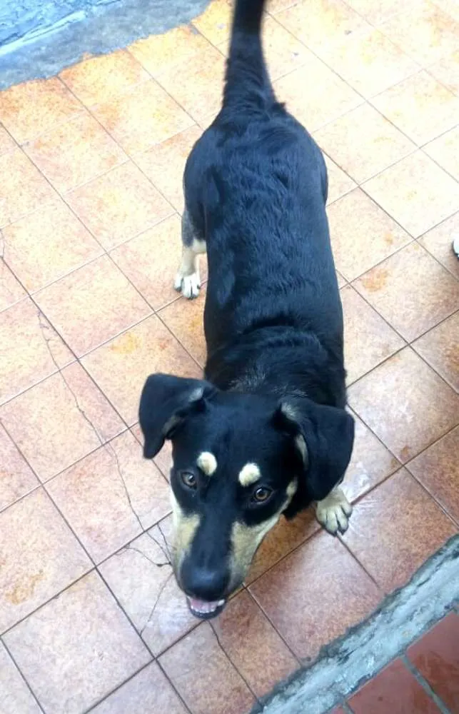 Cachorro ra a  idade 7 a 11 meses nome Lobinho 