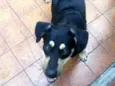 Lobinho 