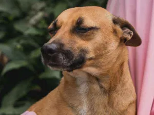 Cachorro raça SRD  idade 2 anos nome CARMELA-PORTE P