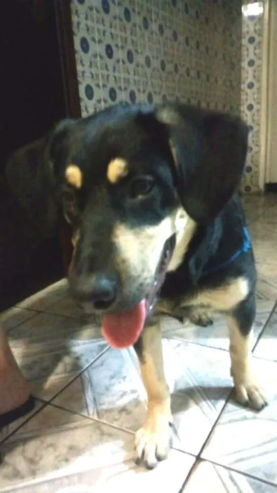 Cachorro ra a  idade 7 a 11 meses nome Lobinho 