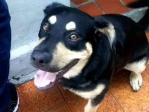Cachorro raça  idade 7 a 11 meses nome Lobinho 
