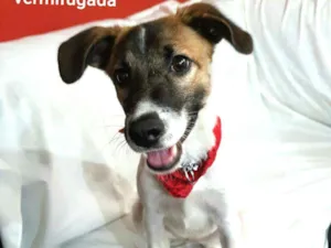 Cachorro raça  idade 7 a 11 meses nome Ayla 