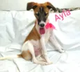 Ayla 
