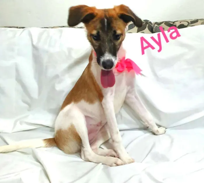 Cachorro ra a  idade 7 a 11 meses nome Ayla 