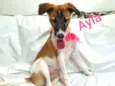 Ayla 