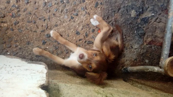 Cachorro ra a Indefinida idade 2 a 6 meses nome Sem nome