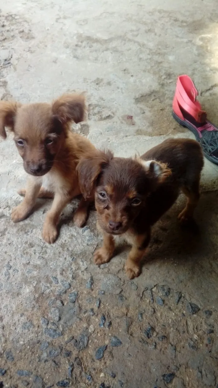 Cachorro ra a Indefinida idade 2 a 6 meses nome Sem nome