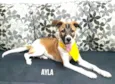 Ayla