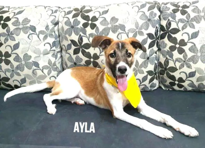 Cachorro ra a  idade 7 a 11 meses nome Ayla 