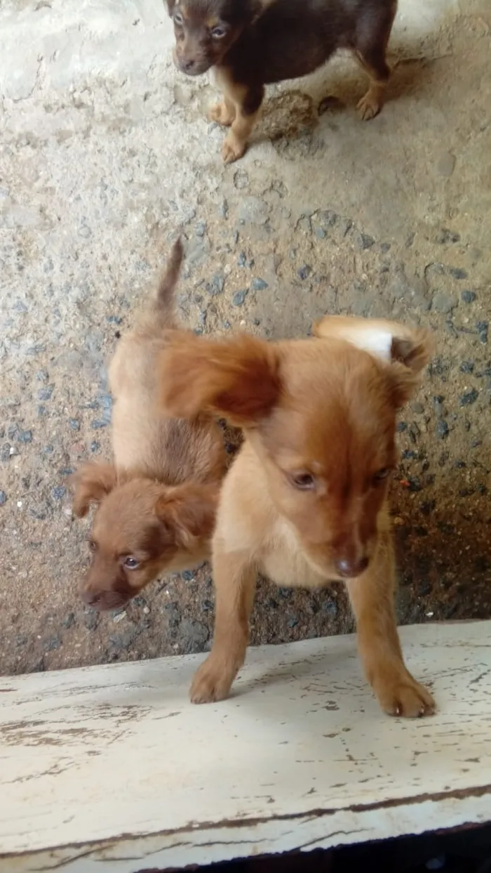 Cachorro ra a Indefinida idade 2 a 6 meses nome Sem nome