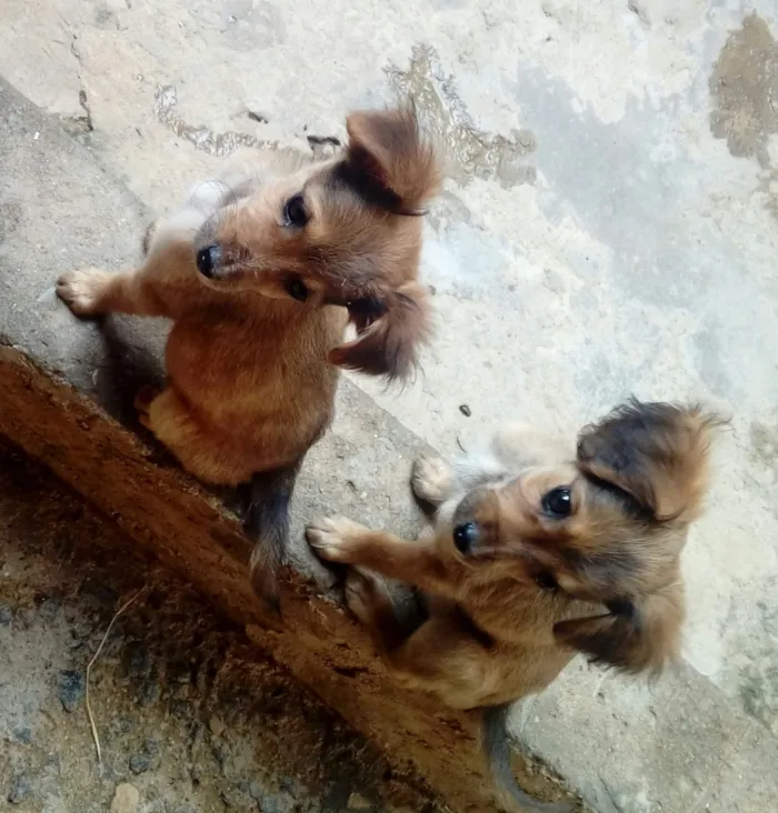 Cachorro ra a Indefinida idade 2 a 6 meses nome Sem nome
