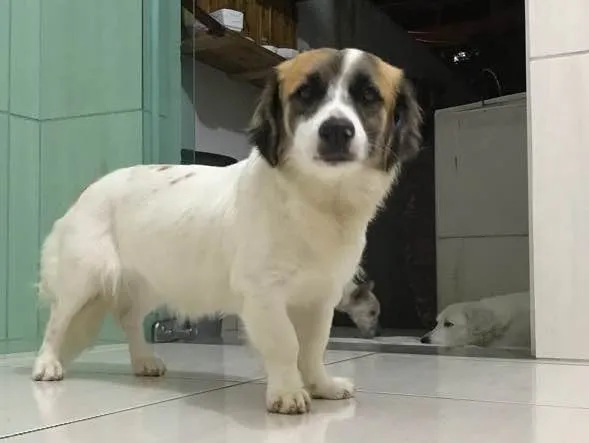 Cachorro ra a Vira-lata  idade 2 a 6 meses nome Bella