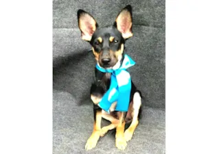 Cachorro raça  idade 2 a 6 meses nome Felipo