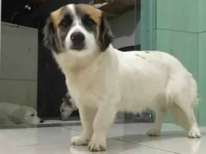 Cachorro raça Vira-lata  idade 2 a 6 meses nome Bella