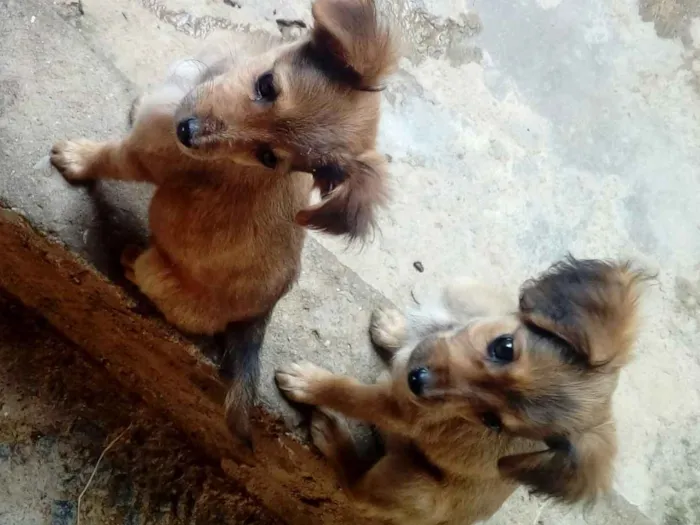 Cachorro ra a Indefinida idade 2 a 6 meses nome Sem nome