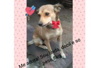 Cachorro raça SRD idade 2 anos nome kENDY
