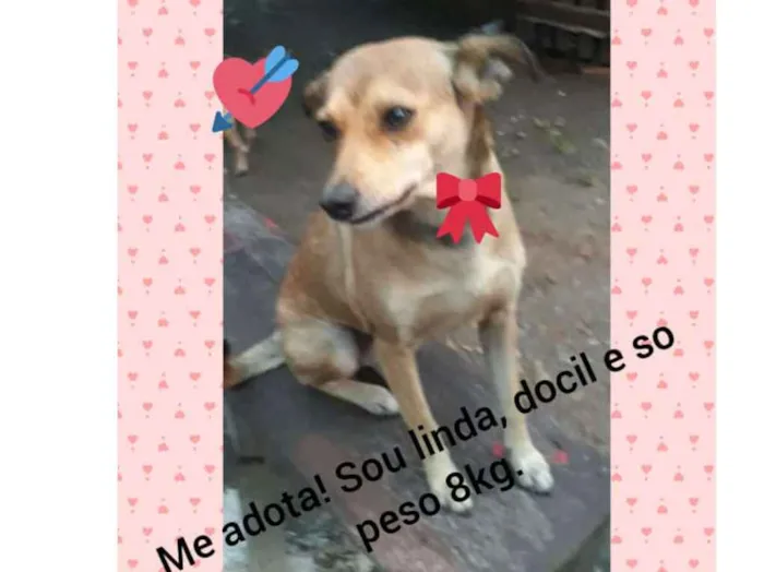 Cachorro ra a SRD idade 2 anos nome kENDY