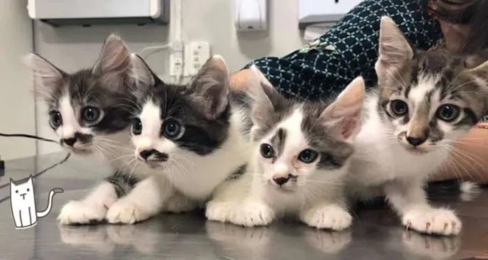 Gato ra a sem raça definida idade Abaixo de 2 meses nome vários