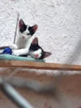 Cléo e Caco