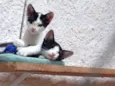 Cléo e Caco