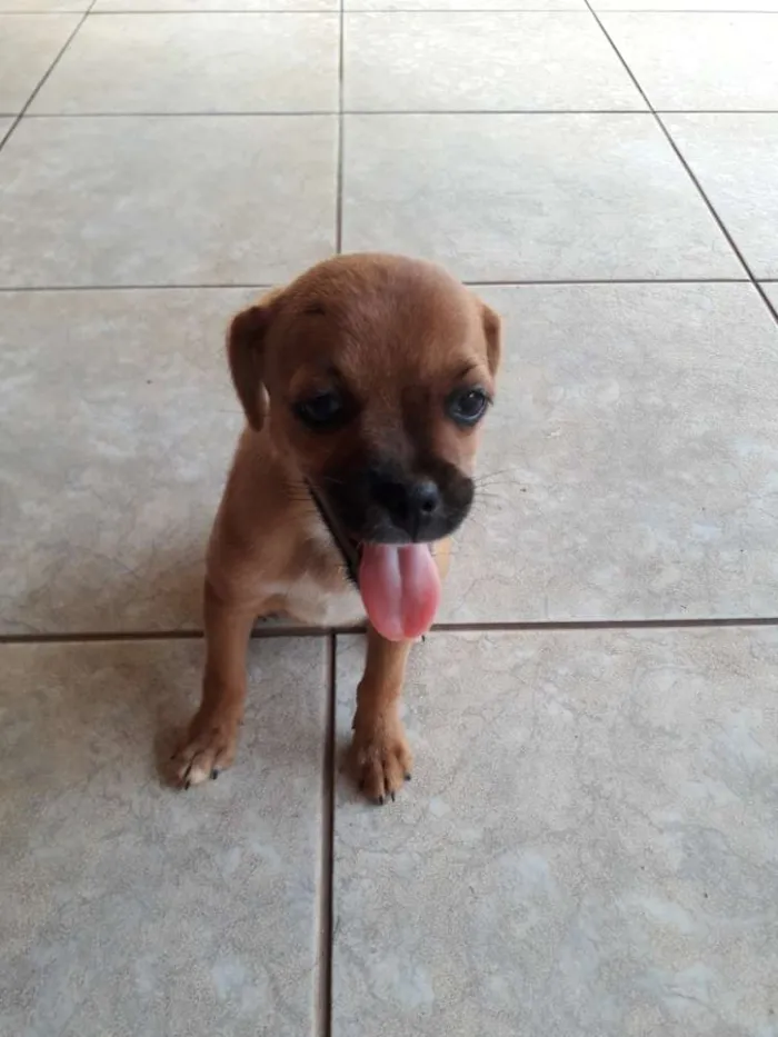 Cachorro ra a Indefinida  idade 2 a 6 meses nome Lila