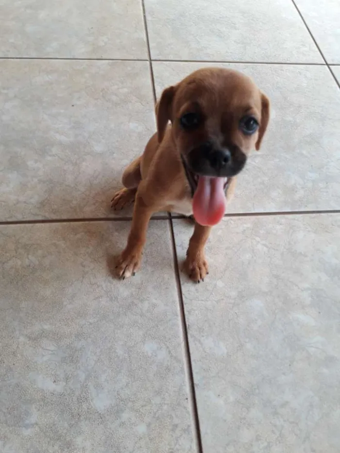 Cachorro ra a Indefinida  idade 2 a 6 meses nome Lila