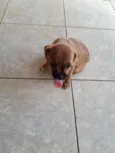 Lila