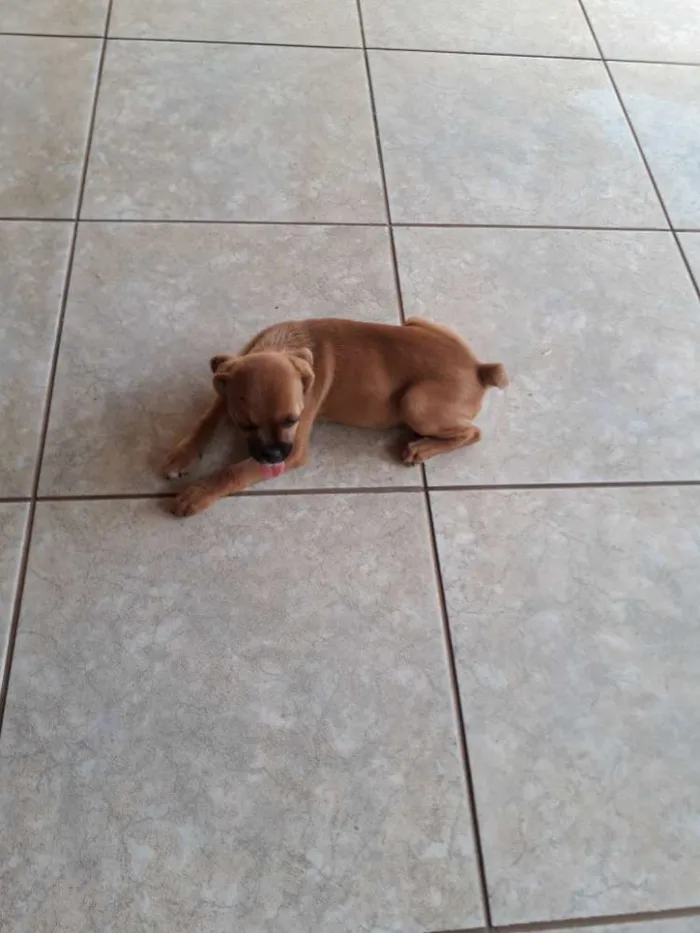 Cachorro ra a Indefinida  idade 2 a 6 meses nome Lila