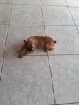 Lila