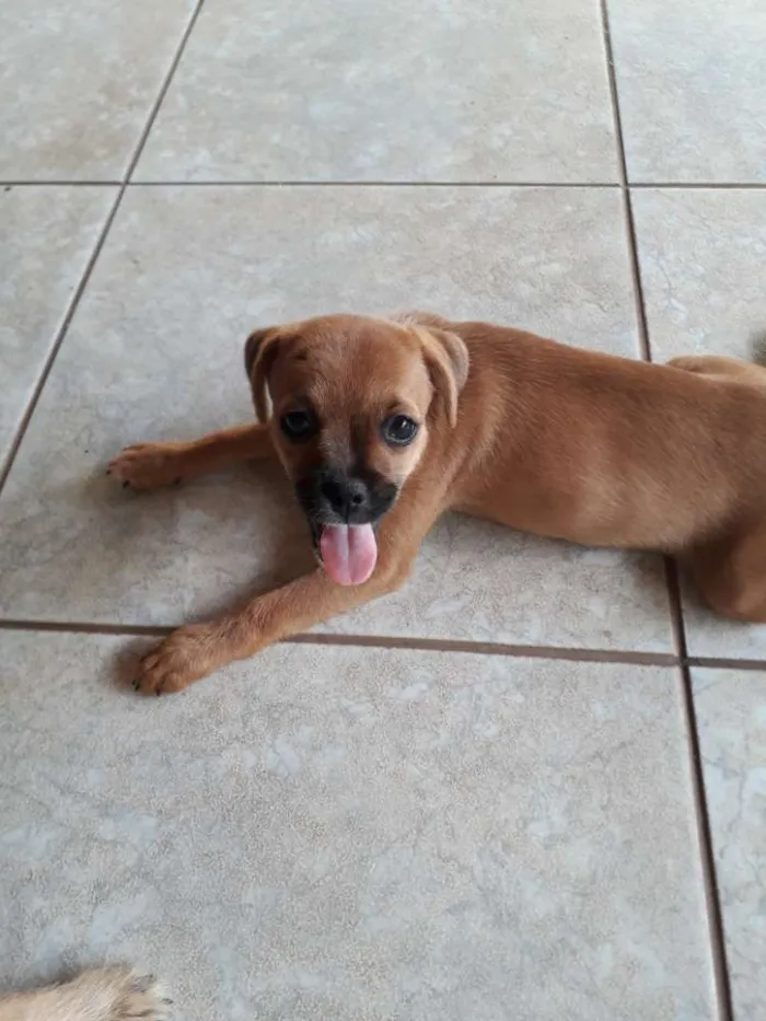 Cachorro ra a Indefinida  idade 2 a 6 meses nome Lila