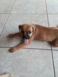 Lila
