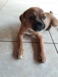 Lila