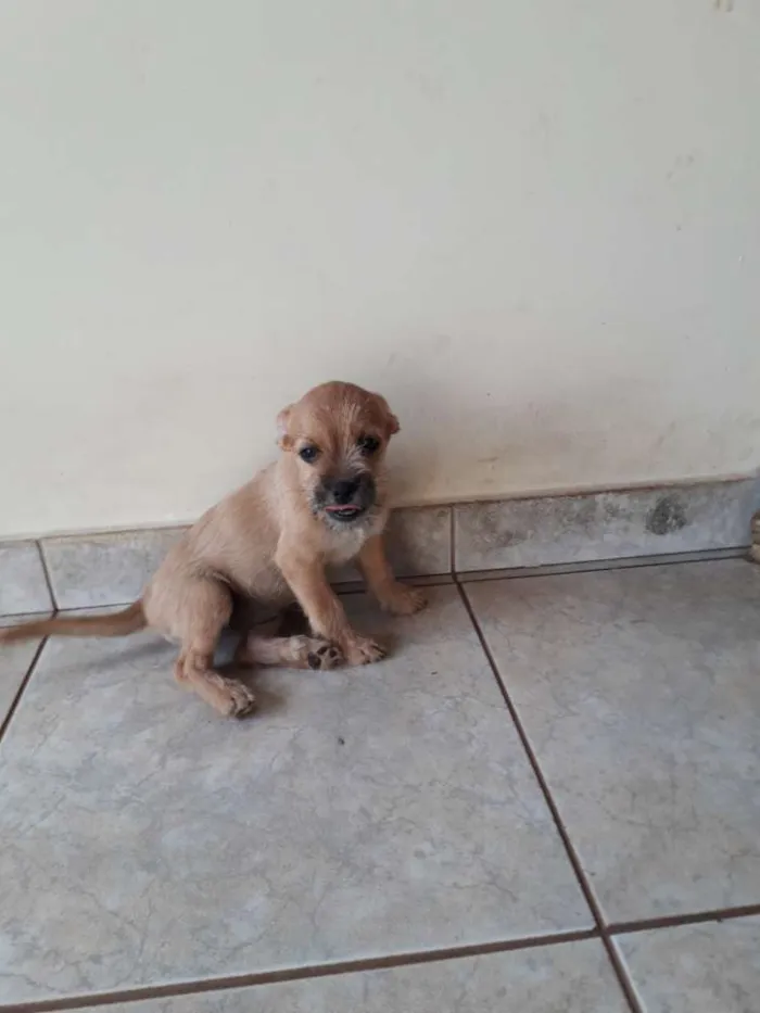 Cachorro ra a Indefinida  idade 2 a 6 meses nome Cherry