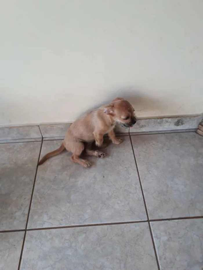 Cachorro ra a Indefinida  idade 2 a 6 meses nome Cherry