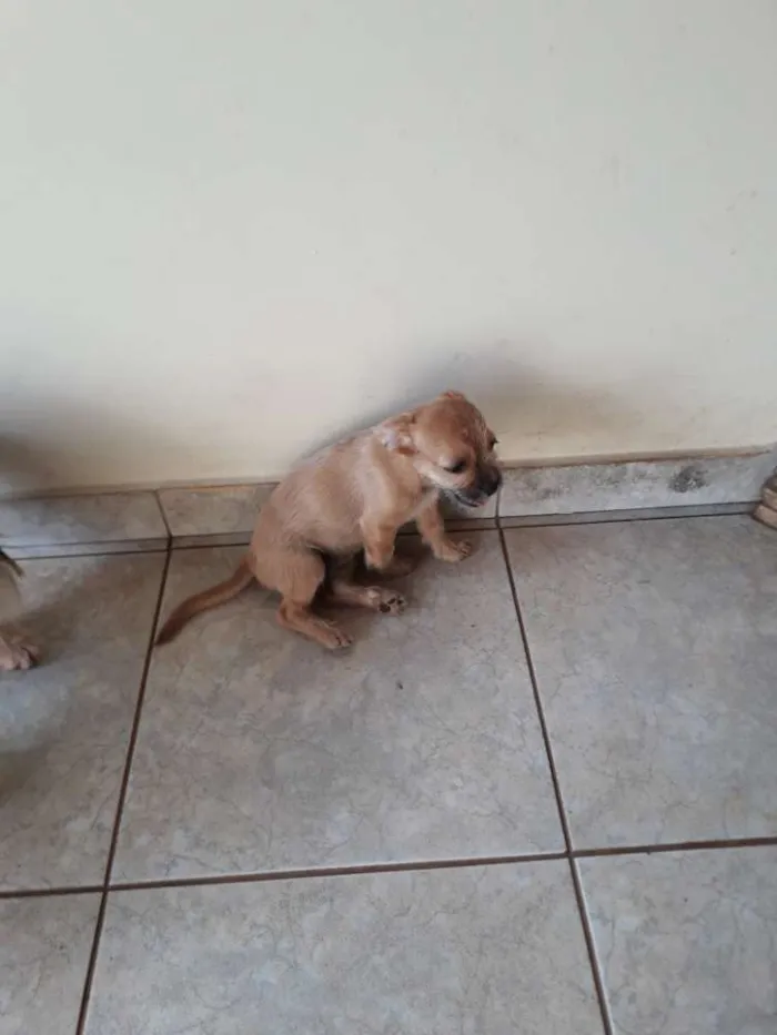 Cachorro ra a Indefinida  idade 2 a 6 meses nome Cherry