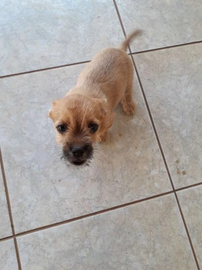 Cachorro ra a Indefinida  idade 2 a 6 meses nome Cherry