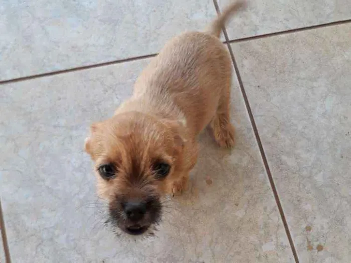 Cachorro ra a Indefinida  idade 2 a 6 meses nome Cherry