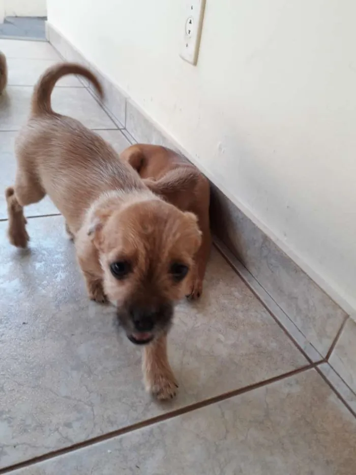 Cachorro ra a Indefinida  idade 2 a 6 meses nome Cherry