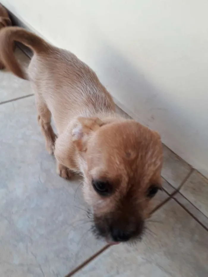 Cachorro ra a Indefinida  idade 2 a 6 meses nome Cherry