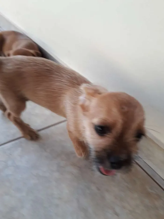 Cachorro ra a Indefinida  idade 2 a 6 meses nome Cherry