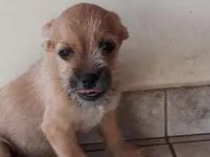 Cachorro ra a Indefinida  idade 2 a 6 meses nome Cherry