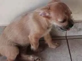 Cachorro ra a Indefinida  idade 2 a 6 meses nome Cherry