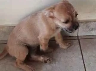 Cachorro ra a Indefinida  idade 2 a 6 meses nome Cherry