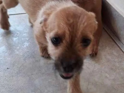 Cachorro ra a Indefinida  idade 2 a 6 meses nome Cherry