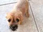 Cachorro raça Indefinida  idade 2 a 6 meses nome Cherry